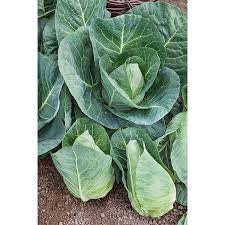 Heirloom Organic Cabbage Early Jersey Wakefield Seeds