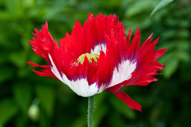 Heirloom Organic Danish Flag Poppy Seeds aka Feathered poppy, Daneborg opium poppy, Fringed Poppie, Breadseed Poppies