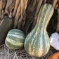 Heirloom Organic Green Stripe Cushaw