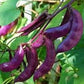 Organic Royal Burgundy Bush Beans Seeds