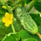 Organic Pickle Bush Seeds Heirloom