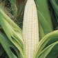 Heirloom Organic Silver Queen Sweet Corn Seeds