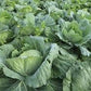 Organic Heirloom Collard Cabbage Green Seeds