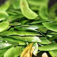Organic Heirloom Giant Calico (Christmas) Lima Bean (Pole beans) Seeds