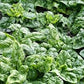 Organic Heirloom Bloomsdale Long standing Spinach Seeds