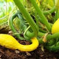 Organic Heirloom Early Summer Crookneck Squash Seeds
