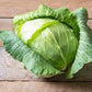 Organic Heirloom Copenhagen Early Market Cabbage Seeds