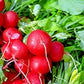 Heirloom Organic Early Scarlet Globe Radish Seeds