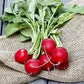 Heirloom Organic Early Scarlet Globe Radish Seeds