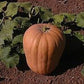 Rare Pumpkin! Heirloom Organic Amish Pie Pumpkin seeds