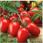 Oganic Roma Tomato Seeds