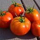 Heirloom Organic Box Car Willie Tomato Seeds
