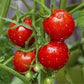 Heirloom Organic Large Cherry Tomato Seeds