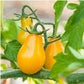 Heirloom Organic Yellow Pear Tomato Seeds