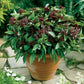Organic Cinnamon Basil Seeds