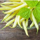 Organic Heirloom Gold Rush Garden Bean Seeds