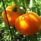 Organic Heirloom Jubilee Tomato Seeds