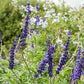 Organic Blue bedder Salvia/ Mealy cup Sage/Salvia Farinacea Seeds