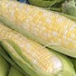 Organic Heirloom Peaches & Cream Sweet Corn Seeds