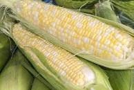 Organic Heirloom Peaches & Cream Sweet Corn Seeds