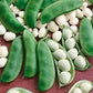 Heirloom Organic Henderson Lima bean Seeds