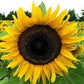 Heirloom Organic Ukraine Mammoth Sunflower Seeds