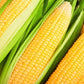 Heirloom Organic Kandy Korn Sweet Corn Seeds