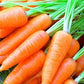 Heirloom Organic Short N Sweet Carrot Seeds