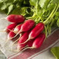 Heirloom Organic French Breakfast Radish Seeds