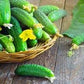 Heirloom Organic Cross Country Cucumber Seeds