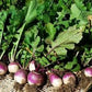heirloom Organic Purple Top Turnip Seeds