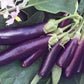 Heirloom Organic Early Long Purple Eggplant Seeds