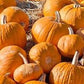 Heirloom Organic Cherokee Tan Bush Pumpkin Seeds