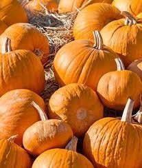 Heirloom Organic Cherokee Tan Bush Pumpkin Seeds