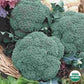 Heirloom Organic Calabrese Broccoli Seeds