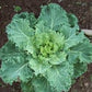 Heirloom Organic Early Hanover Kale Seeds