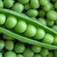Organic Laxton's Progress Peas Seeds Heirloom