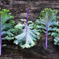 Heirloom Organic Red Russian Kale Seeds