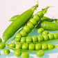 Organic Oregon Sugar Pod Pea Seeds