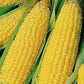 Heirloom Organic Trucker's Favorite Yellow Corn Seeds