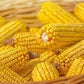 Heirloom Organic Trucker's Favorite Yellow Corn Seeds