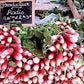 Heirloom Organic French Dressing Radish Seeds