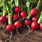 Heirloom Organic Cherry Belle Radish Seeds