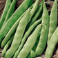 Heirloom Italian Garden Bush Bean Seeds