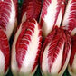 Heirloom Organic Early Treviso Radicchio Seeds