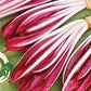 Heirloom Organic Early Treviso Radicchio Seeds