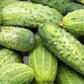 Heirloom Organic Spacemaster Bush-Type Cucumber Seeds
