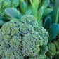 Organic Heirloom Sun King Broccoli Seeds