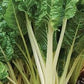 Organic Heirloom Large Ribbed Dark Green Swiss Chard Seeds