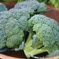 Heirloom Organic Broccoli De Cicco Seeds